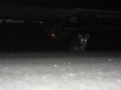 My camera died, so no pictures of the koalas, but this picture of some cats under a car was on my memory card.
